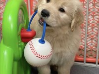 Baby face golden retriever bebekler