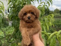 KG GARANTİLİ MİCRO TEACUP RED MALTİPOO