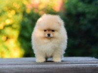 Ayıcık Surat Pomeranian Boo Yavrularımız