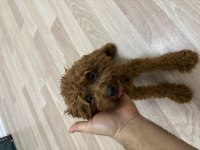 7 aylık dişi Teacup Poodle