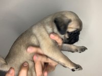 A kalite pug yavrular için mesaj atınız