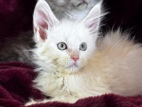 Türkiyenin tek tescilli şampiyonundan maine coon