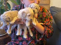 Toy poodle
