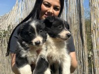 Uzun tüy border collie yavrularım