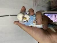 TAKIM JUMBO MUHABBET KUŞU UYGUNA