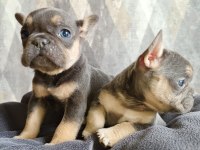 Güzeller güzeli lilac and tan 3 aylık french yavrularımız