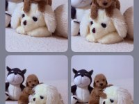 Toy Poodle Yavrular Aşılı Sağlıklı