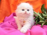 British Longhair Minnaklarım