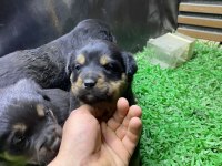 Rottweiler yavrularımız son 2 dişi