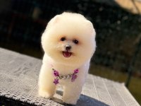 Pomeranian Boo Köpeği
