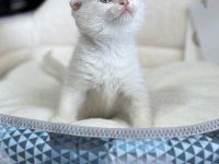 2 aylık scottish fold dişi