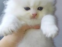 Show Kalite Safkan British Longhair Yavrular