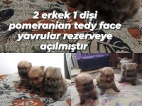 Tayland kanı şampiyon soy hattı pomeranian yavrular