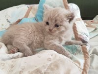 British shorthair minnoşumuz