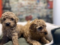 Birbirinden güzel maltipoo yavrularımız @petclubadana