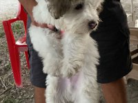 Malta Terrier Tam Evcil 2 Aylık