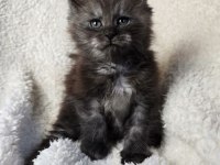 Black Smoke Erkek Üst Kaliteli Maine Coon