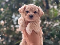 2 Aylık Yavru Maltipoo