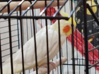 Sultan papağanı 8 aylık