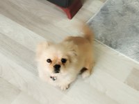 3 Aylık ERKEK PEKİNEZ