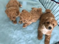 MALTİPOO 2. JENERASYON TOY YAVRULAR