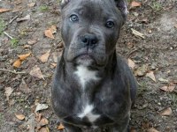 Orjinal Cane Corso Blue Yavrumuz