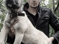 ORJİNAL YAVRU KANGAL