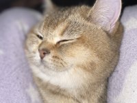 British shorthair tarçın Yeni Sahibini Arıyor