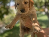 Safkan golden retriever yavrularımız