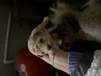 Poodle yeni ailesini arıyor
