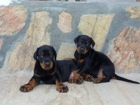 DOBERMAN YAVRULAR