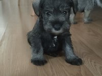 Muhteşem schnauzer yavrular