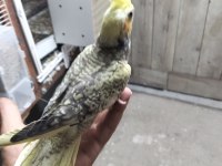Yavru sevimli 45 günlük sultan papağanı