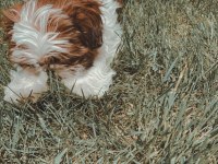 Irk sağlık garantili kimlikli bebek shih tzu