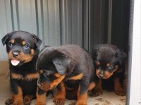 Rottweiler Puppies