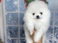 Pomeranian boo köpeği