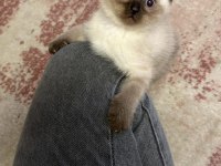 NADİR BULUNAN SİYAM KEDİSİ YAVRULARIMIZ