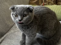 4 aylık british shorthair kırık kulak dişi