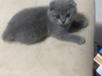 Scottish Fold Yavrular