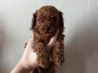 Ev ortamında bakılan kendi köpeğimizin yavrularıdır
