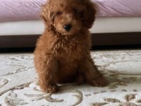 SAĞLIK VE IRK GARANTİLİ SEVİMLİ MALTİPOO YAVRULAR