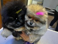 Pomeranian boo 55 günlük