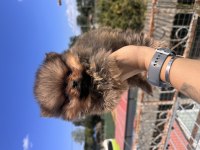 Safkan ayı surat Pomeranian Boo