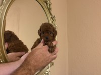 Orjinal Kore Poodle