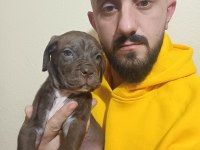 Cane corso yavrularımız ırk garantili