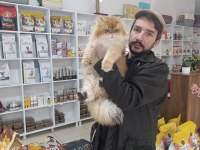Show kalite orange british longhair ny12