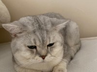 40 günlük yavrular scottish fold dişi straight erkek