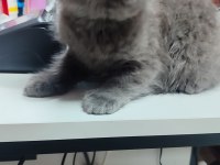 British shorthair yavru