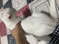 Kar beyaz british longhair