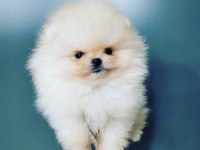POMERANİAN BOO YAVRULARI